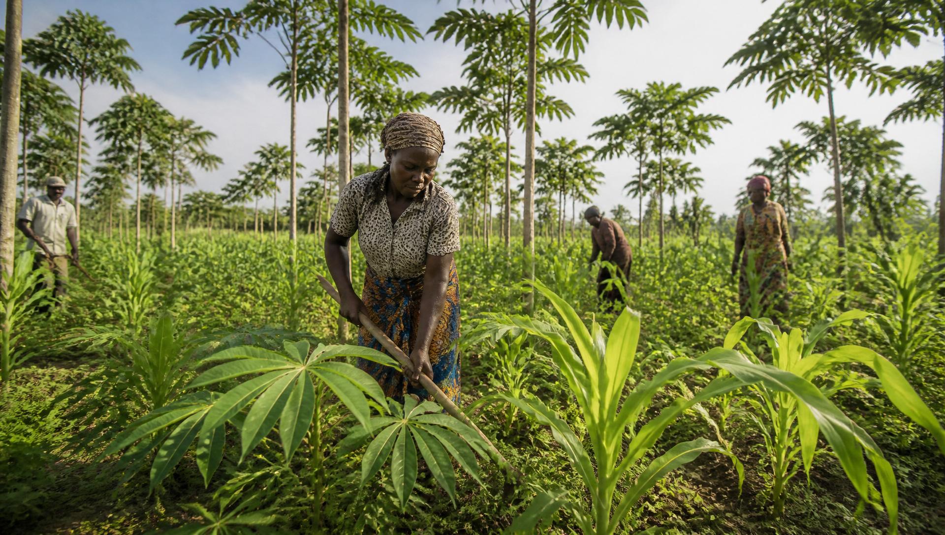 Agroforestry intercropping in Ghana